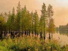 -白鹭湾湿地公园