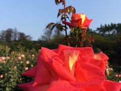 -人民公园(罗湖区)