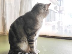 -猫猫幼稚园·撸猫·桌游·电玩