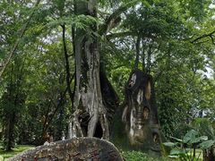 -瑞丽独树成林风景区