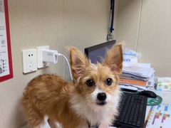 -安安宠医宠物医院·异宠·犬猫内科(岳阳分院)
