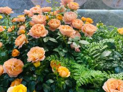 -花隐·美芙炫海菲秀皮肤管理中心