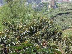 -三圣花乡旅游区