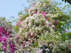 -深圳国际园林花卉博览园