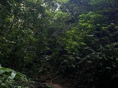 -西双版纳原始森林公园
