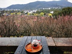-香雪海