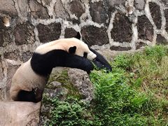 -都江堰中华大熊猫苑