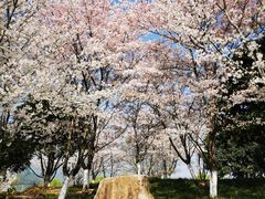 -径山花海