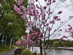 -新江湾城公园