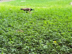 -瑞丽独树成林风景区