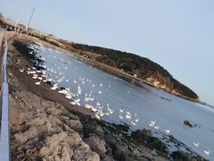 -烟墩角天鹅湖