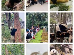 -成都大熊猫繁育研究基地