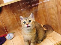 -小呆的宠物店·宠物售卖·宠物寄养(城西店)