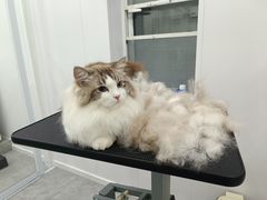 -爱洗澡的猫(天河路店)