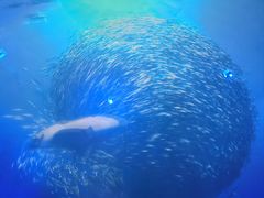 -烟台海昌鲸鲨海洋公园