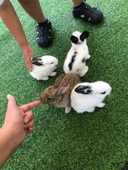 -萌宠亲子动物乐园(槐房万达店)