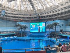 -海合安成都极地海洋公园