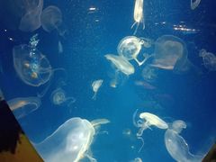 -洛阳龙门海洋馆