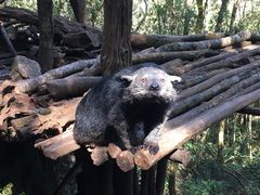 -普洱太阳河森林公园