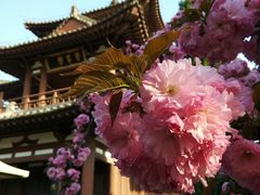 -西安青龙寺遗址景区