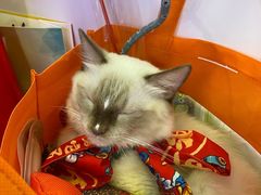 -瑞鹏宠物医院·骨科·猫科·内科(第一中心)