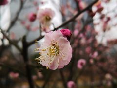 景点-新虹桥中心花园