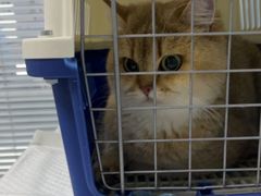 -瑞派福兴宠物医院犬猫全科·骨科·中西医结合(河东店)