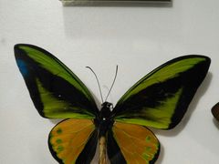 -上海昆虫博物馆