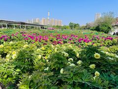 -曹州牡丹园
