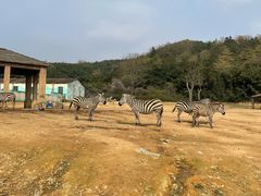 -杭州野生动物世界