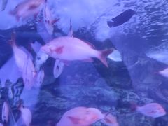 -太平洋海底世界