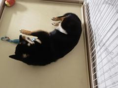 -宠福鑫康馨动物医院·骨科·眼科