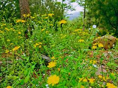 -阳台山自然风景区