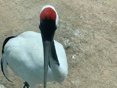 -盐城丹顶鹤湿地生态旅游区