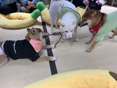 -逗柴咖啡屋·狗咖猫咖宠物桌游