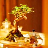 叶叶菩提 今天你吃素了吗