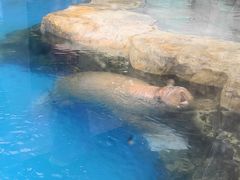 -海合安成都极地海洋公园