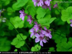 -馋胖肉蟹煲(洲河湾店)