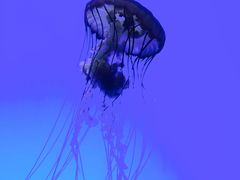 -上海海洋水族馆