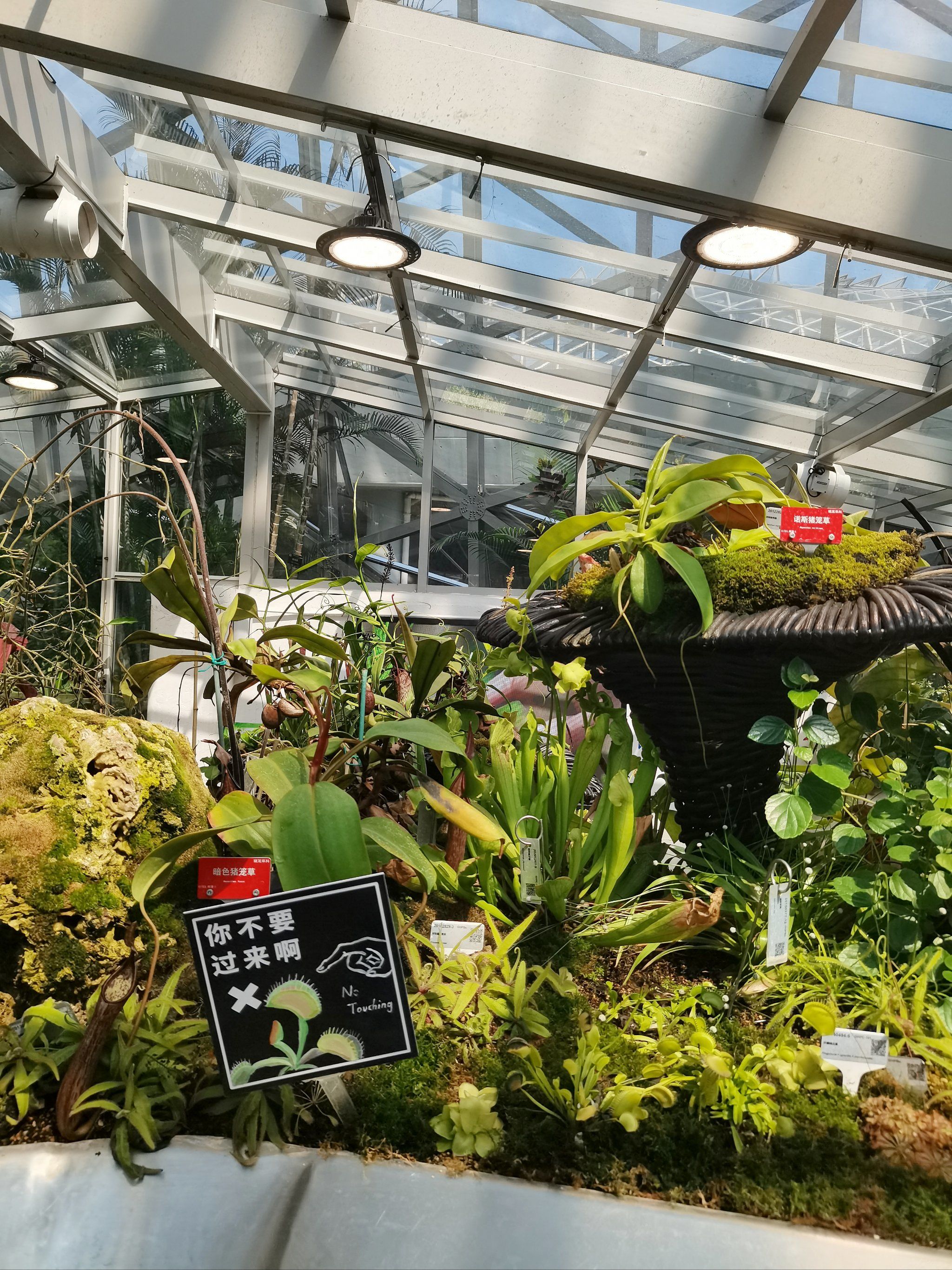 国庆游辰山植物园,各种各样的猪笼草