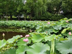 -陈家山荷花公园
