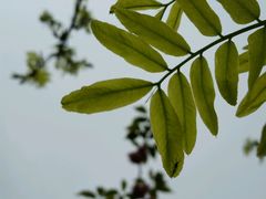 -白塘生态植物园