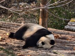 -大连森林动物园