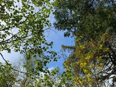 -五营红松林海景区