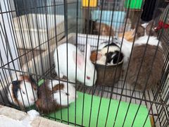 -双季花艺园艺市场(浦东店)