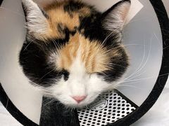 -荔康动物医院(康王北路店)