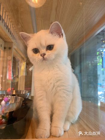 七夕节看到门店做活动，就和男朋友一起去了，店里的猫是