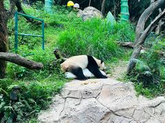 -广州长隆野生动物世界