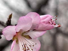 -红光山