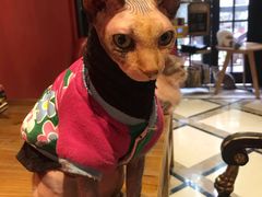 -猫色咖啡·猫咖